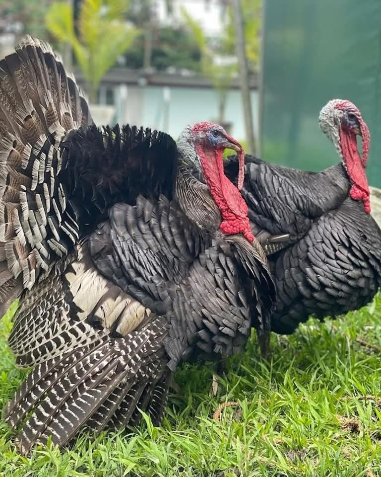 Bogibil Eco Resort New Dibrugarh Dış mekan fotoğraf